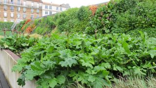 Que deviendra le végétal ornemental et urbain dans l’association des deux pôles de compétitivité Végépolys et Céréales Vallée-Nutravita ? ©Odile Maillard